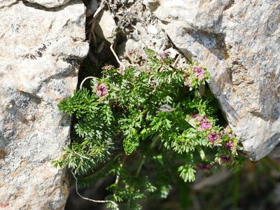 Chaerophyllum taiwanianum, photographed by Jacy Chen
