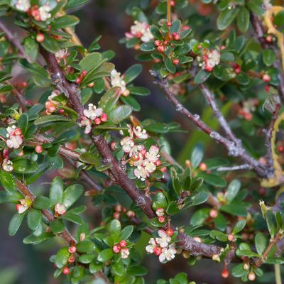 Micrantheum demissum, photographed by Kym Nicolson