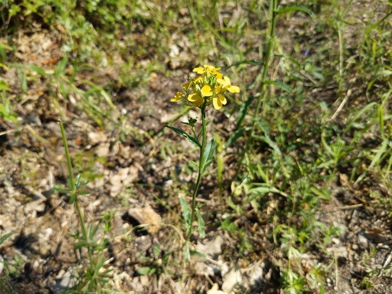 Erysimum odoratum, photographed by Zoltán Stekkelpak