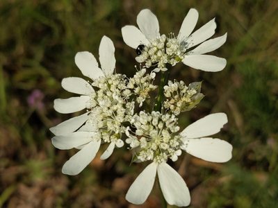 Orlaya grandiflora, photographed by Zoltán Stekkelpak