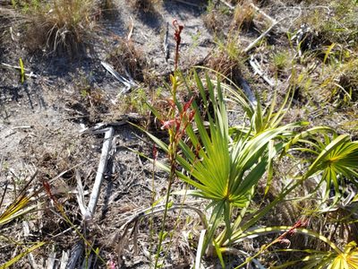 Oenothera simulans, photographed by Arturo Santos
