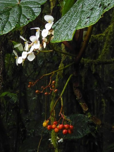 Begonia baccata, photographed by Thibaud Aronson