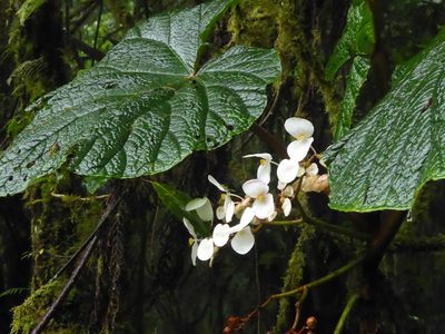 Begonia baccata, photographed by Thibaud Aronson
