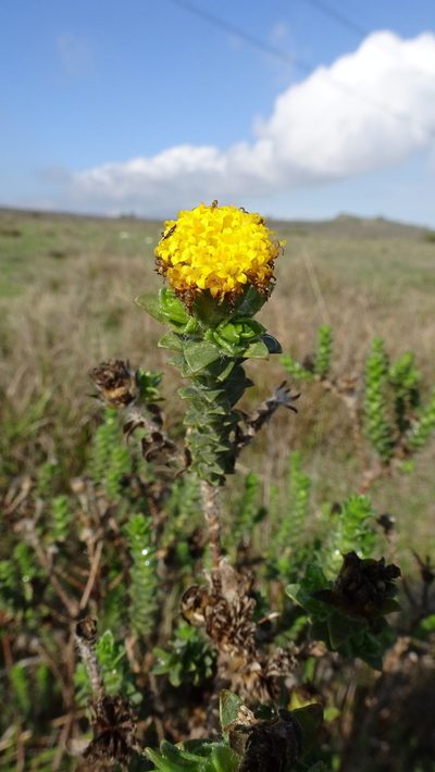 Athanasia capitata, photographed by Paul Emms