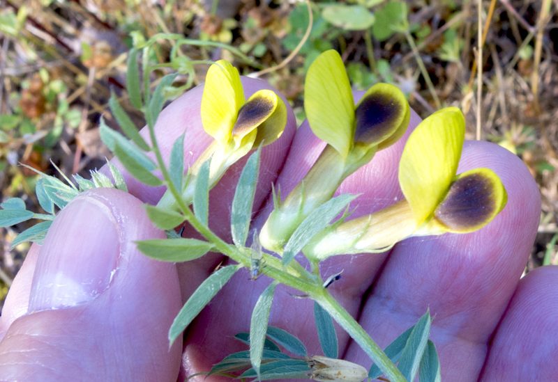 Vicia melanops, photographed by katunchik