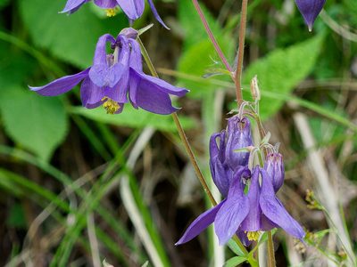 Aquilegia nigricans, photographed by rainerburkard