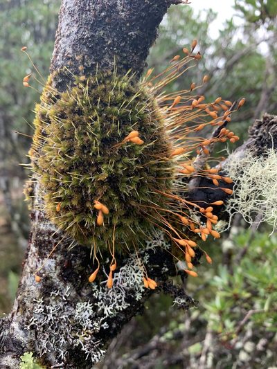Leptostomum inclinans, photographed by Geoff Shuetrim
