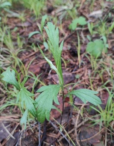 Artemisia integrifolia, photographed by Юлия