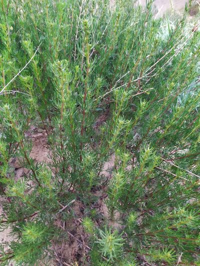 Artemisia arenaria, photographed by Сергей Крыленко