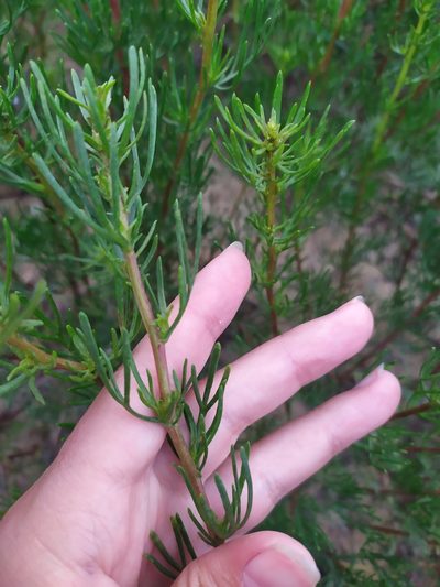 Artemisia arenaria, photographed by Сергей Крыленко