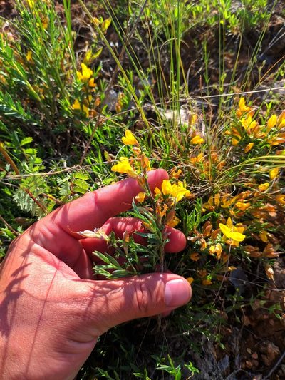 Genista albida, photographed by Denys Vynokurov