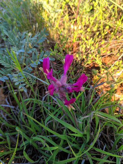 Astragalus vesicarius, photographed by Denys Vynokurov