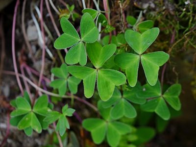 Oxalis griffithii, photographed by Jacy Chen