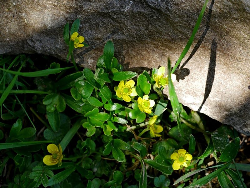 Ranunculus junipericola, photographed by Jacy Chen