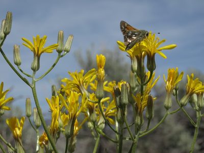 Crepis intermedia, photographed by Jim Morefield