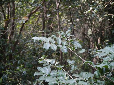 Casearia tomentosa, photographed by Dinesh Valke