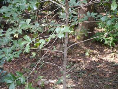 Casearia tomentosa, photographed by Dinesh Valke