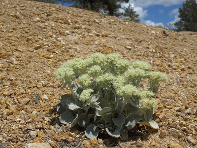 Eriogonum robustum, photographed by Jim Morefield