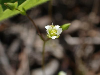 Sabulina dawsonensis, photographed by Mary Krieger