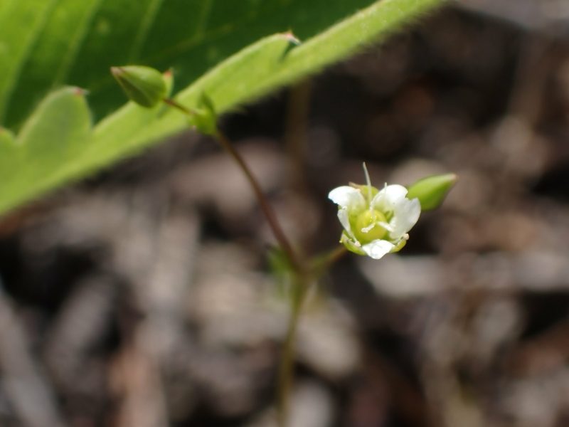 Sabulina dawsonensis, photographed by Mary Krieger