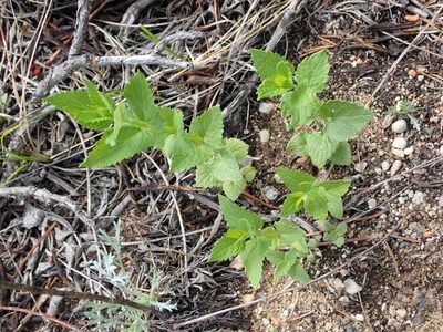 Agastache foeniculum, photographed by Mary Krieger