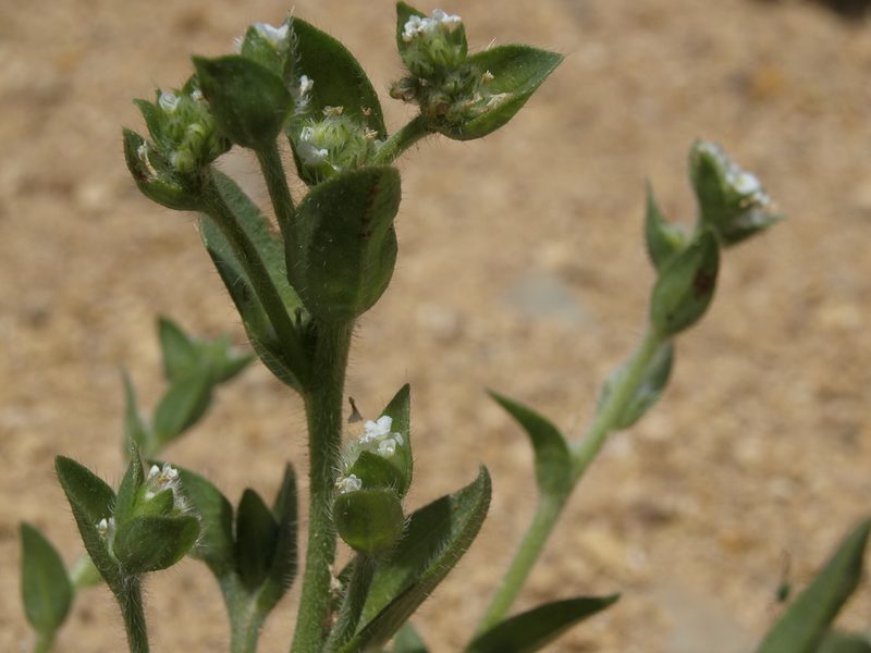 Sonnea glomerata, photographed by Jim Morefield