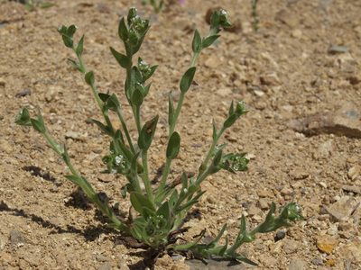 Sonnea glomerata, photographed by Jim Morefield