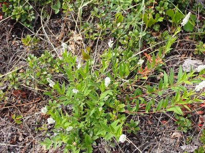 Polygala senega, photographed by Mary Krieger