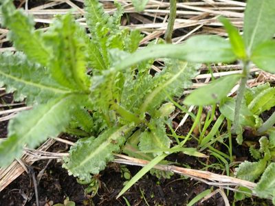 Pedicularis lanceolata, photographed by Mary Krieger