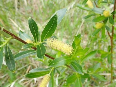 Salix serissima, photographed by Mary Krieger
