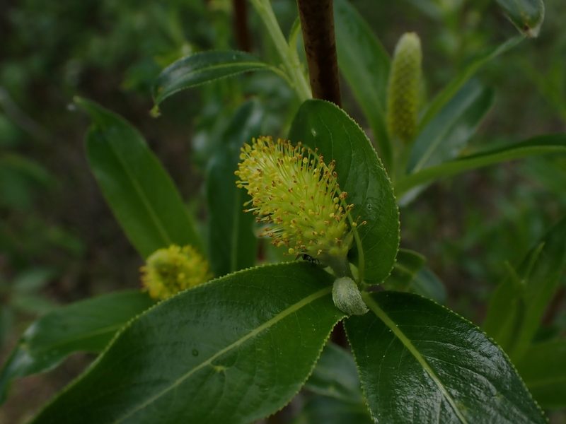 Salix serissima, photographed by Mary Krieger