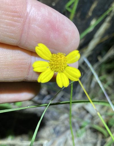 Apowollastonia spilanthoides, photographed by Greg Tasney