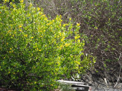 Lumnitzera racemosa, photographed by 葉子