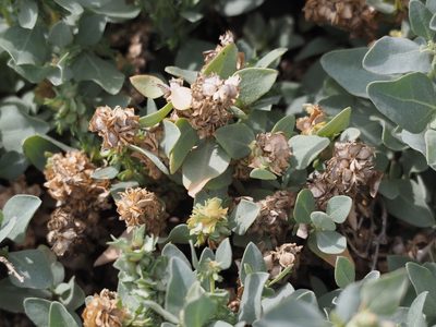 Atriplex maximowicziana, photographed by 葉子