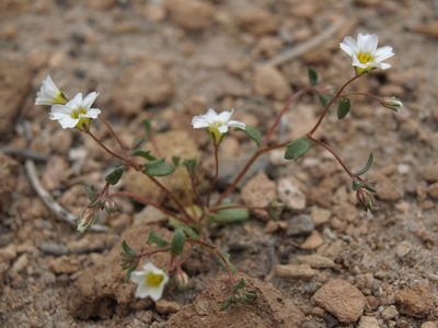 Linanthus inyoensis, photographed by Jim Morefield