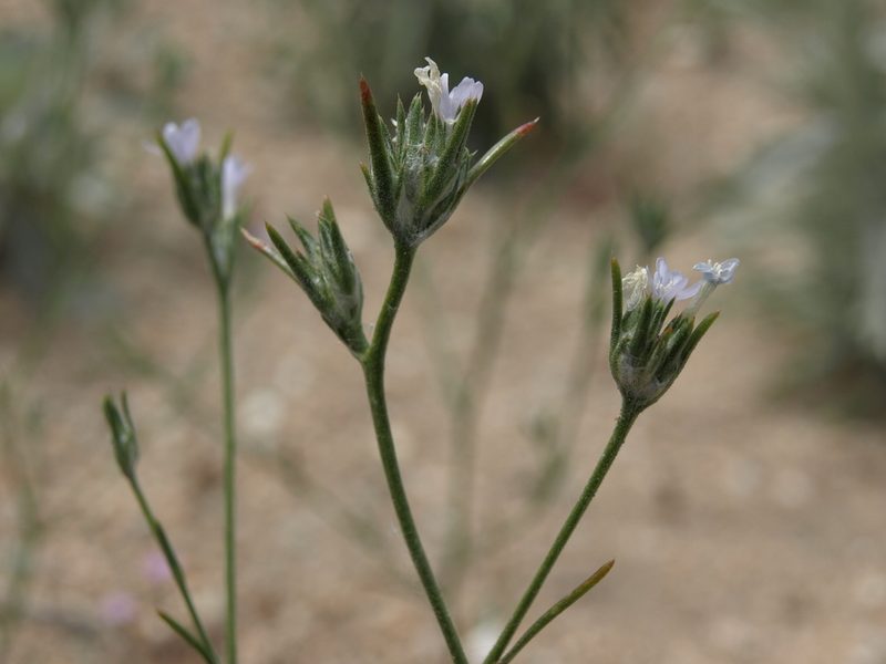 Eriastrum sparsiflorum, photographed by Jim Morefield