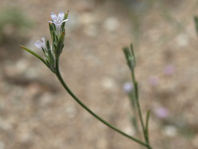Eriastrum sparsiflorum, photographed by Jim Morefield