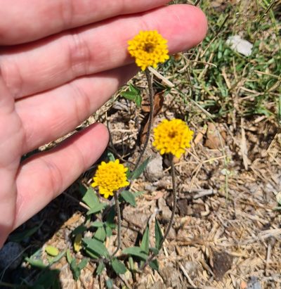 Tridax coronopifolia, photographed by Lyrae