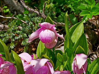 Cypripedium taiwanalpinum, photographed by Jacy Chen
