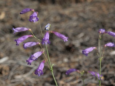 Penstemon scapoides, photographed by Jim Morefield