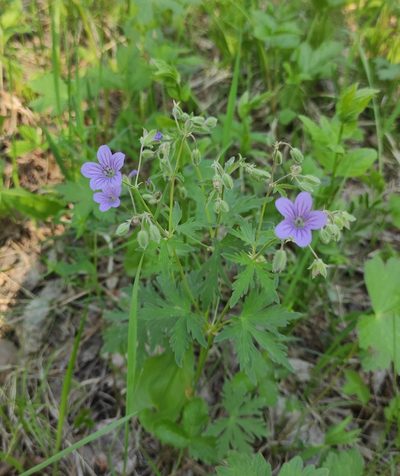 Geranium pseudosibiricum, photographed by Юлия