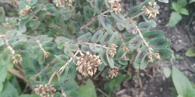 Euphorbia berteroana, photographed by Tereso Hernández Morales