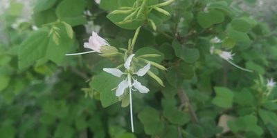 Bauhinia divaricata, photographed by Tereso Hernández Morales