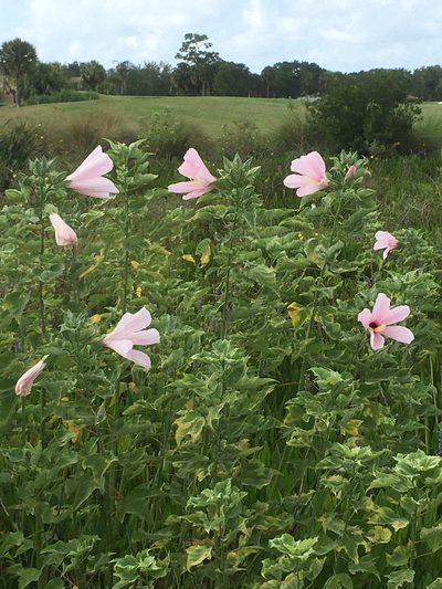 Hibiscus grandiflorus, photographed by allan Reid