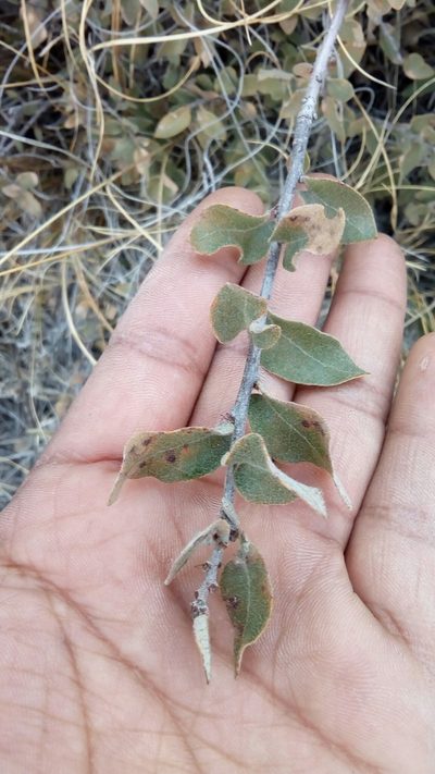 Quercus striatula, photographed by Leticia Jiménez Hernández