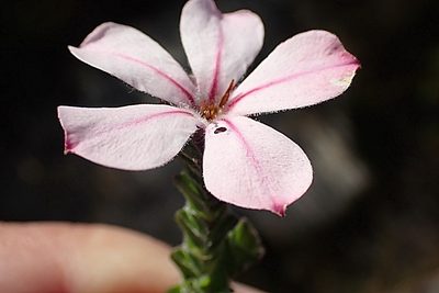 Acmadenia tetragona, photographed by Di Turner