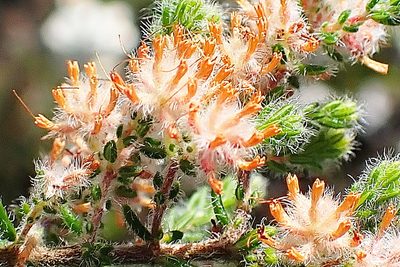 Erica similis, photographed by Di Turner