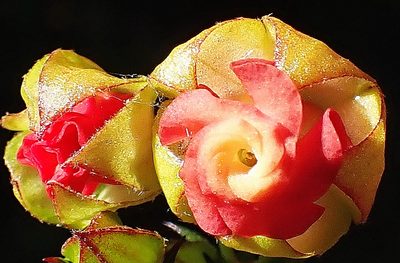 Hermannia angularis, photographed by Di Turner