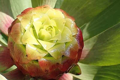 Leucadendron pubibracteolatum, photographed by Di Turner
