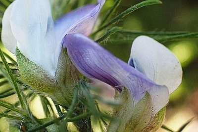 Psoralea floccosa, photographed by Di Turner